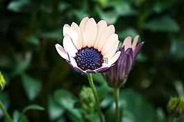 osteospermum ecklonis,博恩霍爾姆瑪格麗特,開普籃