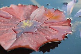水禮,葉,水