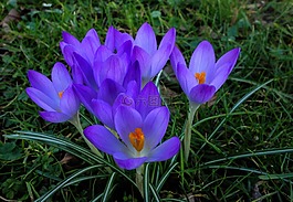 藏紅花,性質(zhì),花