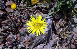 花,黄色,sontikli