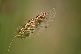 廠,植物,草
