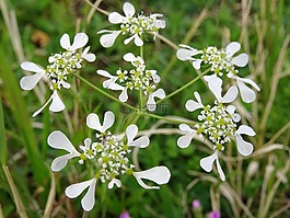 雜草,性質(zhì),鮮花