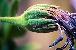 褪色,宏,osteospermum ecklonis
