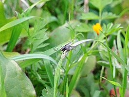 飛,昆蟲(chóng),性質(zhì)