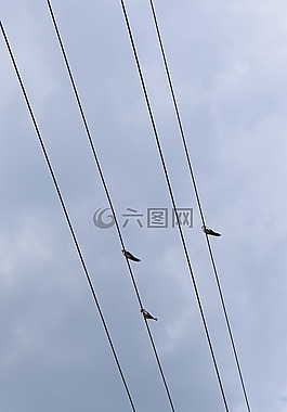 鳥,天空,云