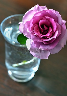 粉紅玫瑰,香,花盆