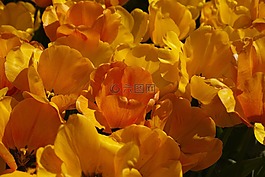 郁金香,花卉,詳細