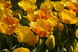 郁金香,花卉,詳細