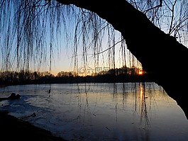 垂柳,日落,水域