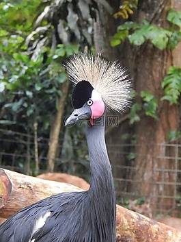鳥,野生動物園,動物