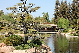 日本花園,池,花園
