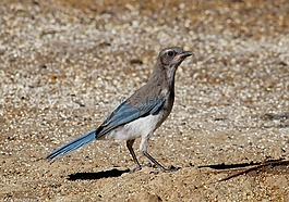 鳥(niǎo),俄勒岡,野生動(dòng)物