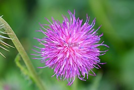 蓟,开花,紫色