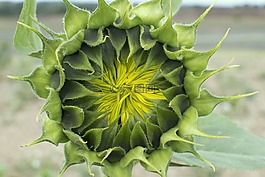 向日葵,向日葵芽,開花