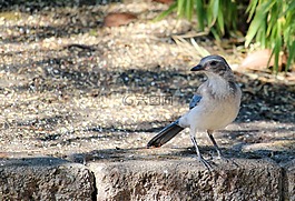 鳥,俄勒岡,野生動物