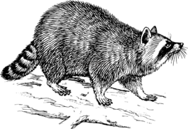 巴杰,布罗克,bauson