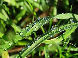 morgentau,雨滴,露水