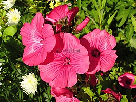 花的,花,自然