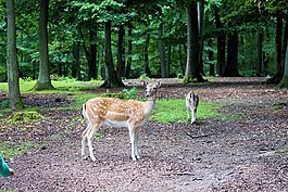 獐鹿,動物,野生