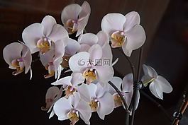 蘭花,鮮花,粉紅色