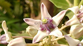 紫色,雌蕊,明星