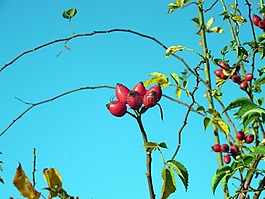 玫瑰果,玫瑰蘋果,秋季