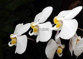 phanaelopsis,兰花,花
