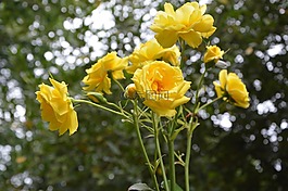 灌木,粉色,花