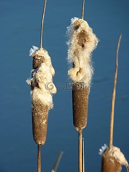 冬天,银行,芦苇活塞