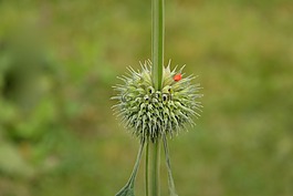花,按钮的花,花园