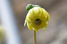 按鈕的花,植物區(qū)系,性質(zhì)