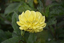 黃色的花,綠色的樹葉,性質