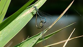 蜻蜓,愛,性質(zhì)