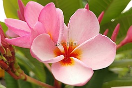 姜黃色百合花,素馨花,粉紅色花瓣