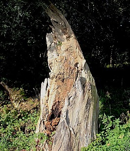 樹樁,樹,樹樹干