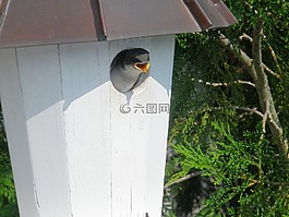 鳥,嬰兒,可愛