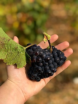 葡萄,手葡萄,水果
