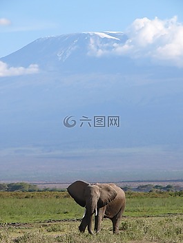 象,非洲,野生動物園