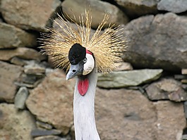 鳥,動物,野生動物