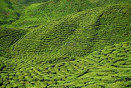 茶,場,茶園