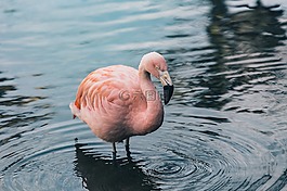 野生,自然,野生動物