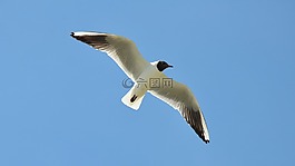 鳥,海鷗,性質(zhì)