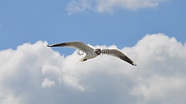 鳥,海鷗,性質(zhì)
