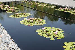 池,花瓣,百合