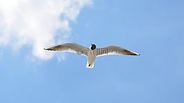 鳥,海鷗,性質(zhì)