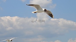 鳥,海鷗,性質(zhì)