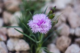 花,性質(zhì),植物