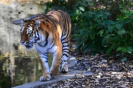 動物園,海拉布倫,慕尼黑