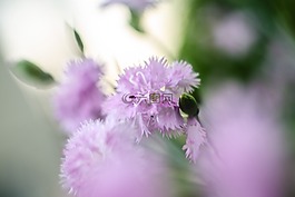 花,性質(zhì),植物