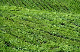 茶,場,植物